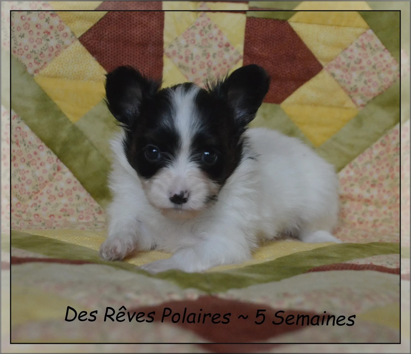 des rèves polaires - Chiots disponibles - Epagneul nain Continental (Papillon)