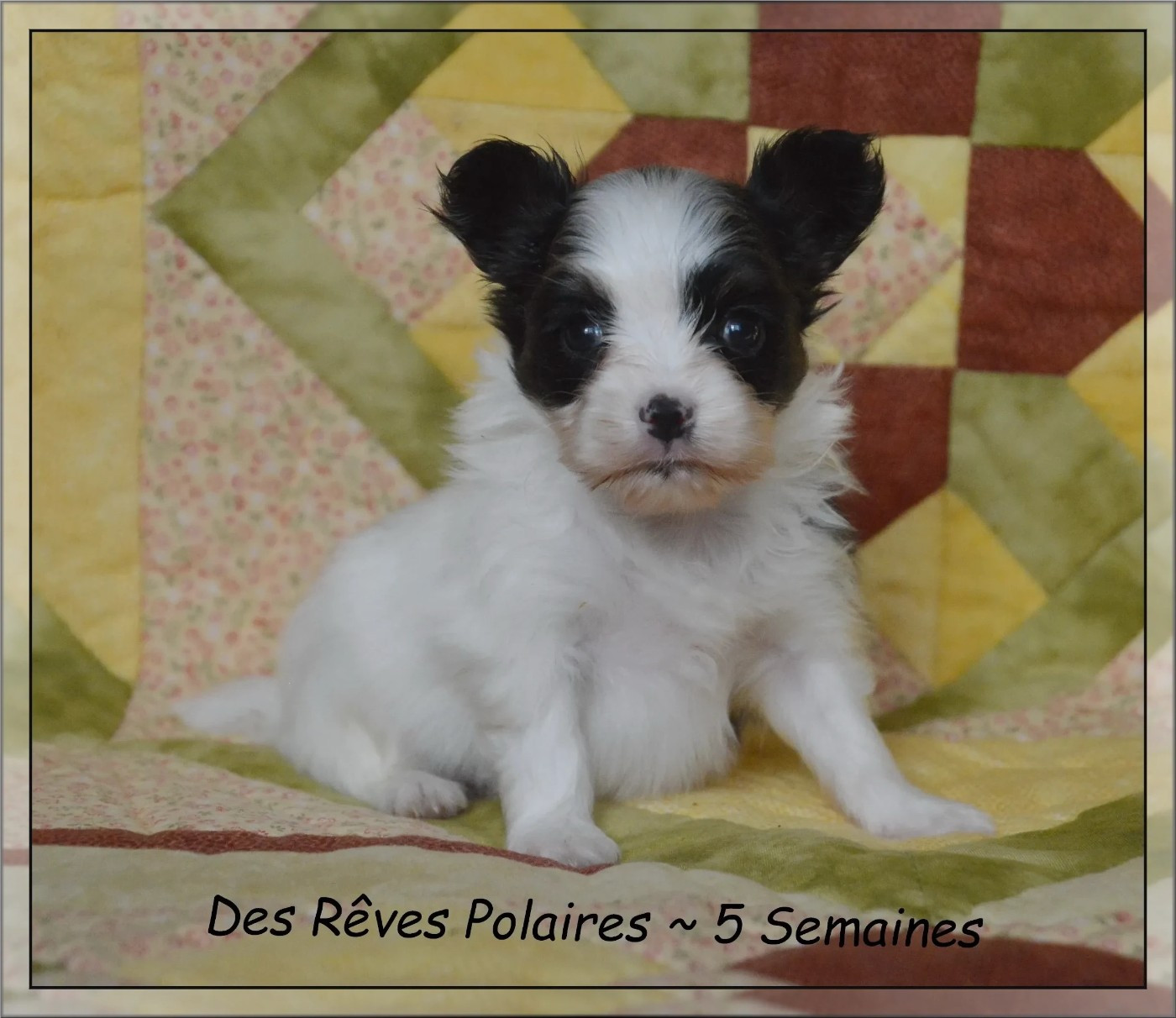 des rèves polaires - Chiots disponibles - Epagneul nain Continental (Papillon)
