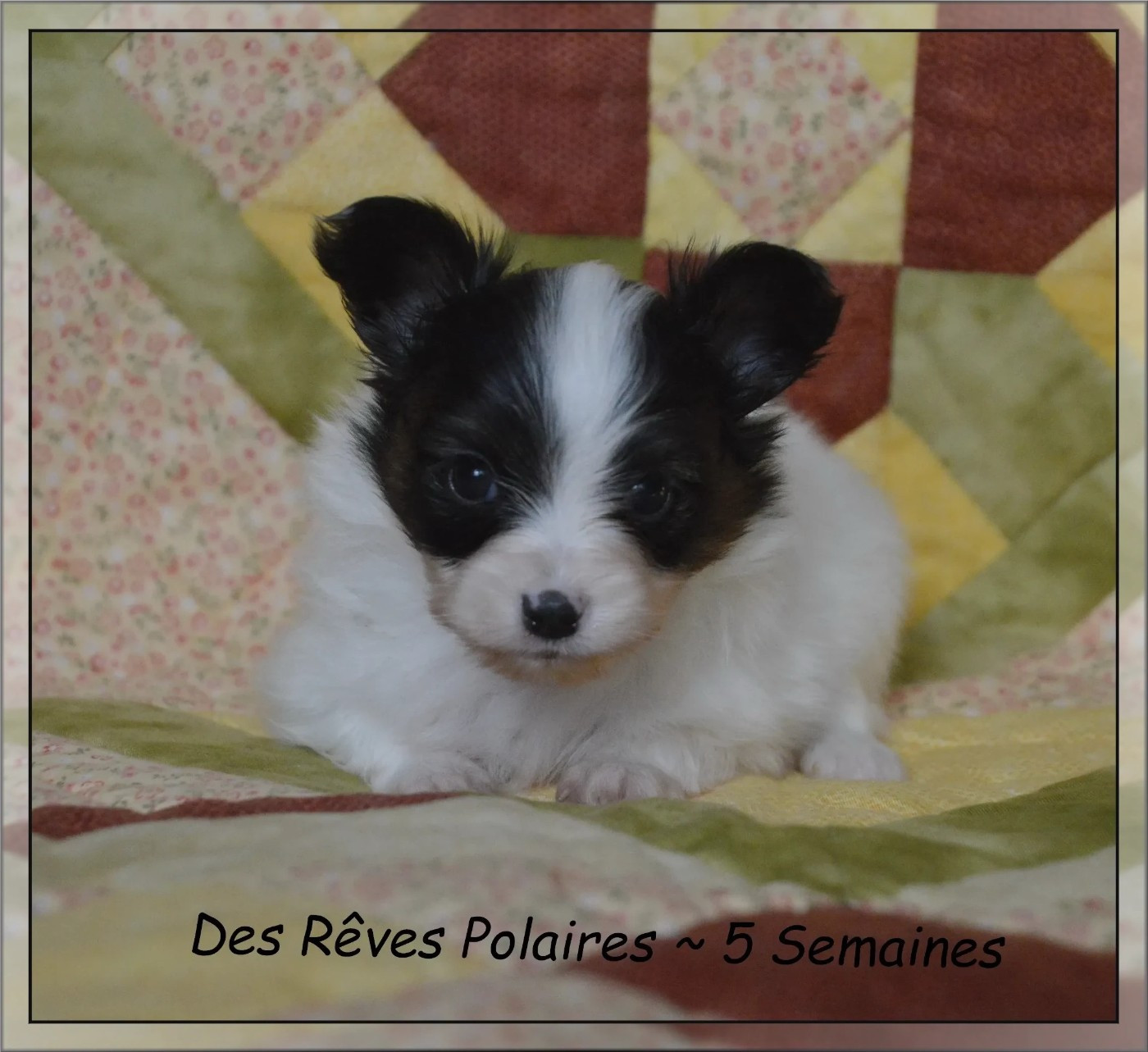 des rèves polaires - Chiots disponibles - Epagneul nain Continental (Papillon)