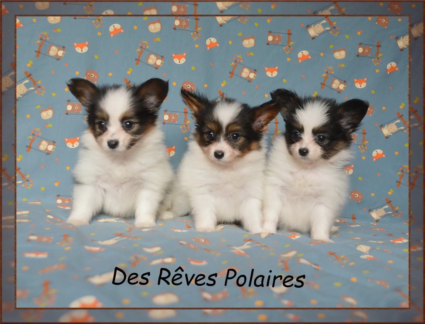 des rèves polaires - Epagneul nain Continental (Papillon) - Portée née le 08/01/2026