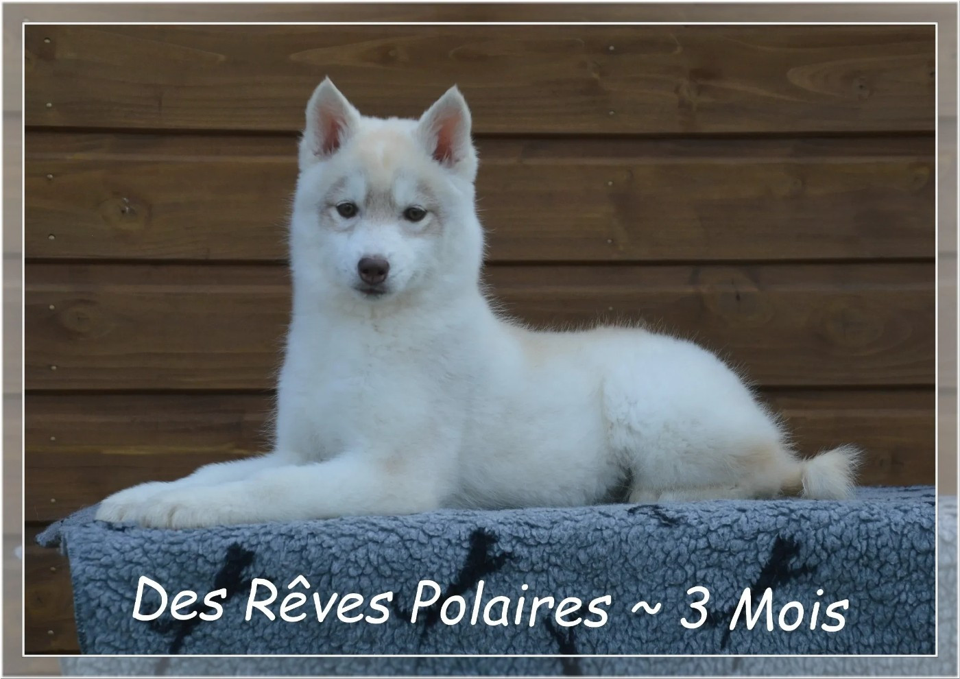 des rèves polaires - Chiots disponibles - Siberian Husky