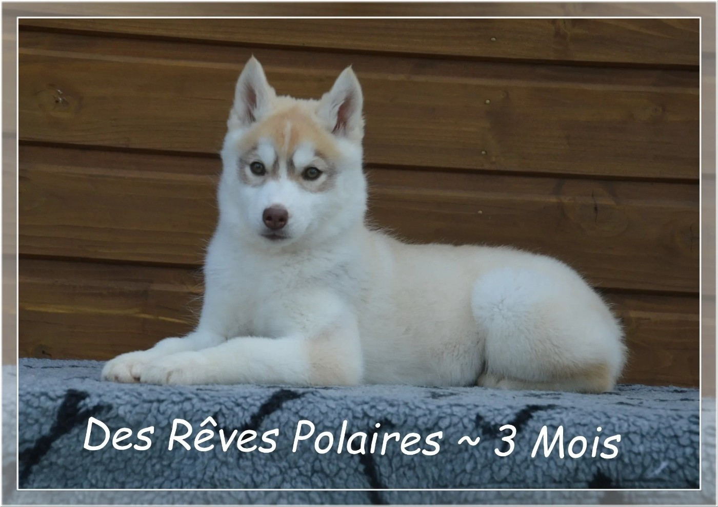 des rèves polaires - Chiots disponibles - Siberian Husky