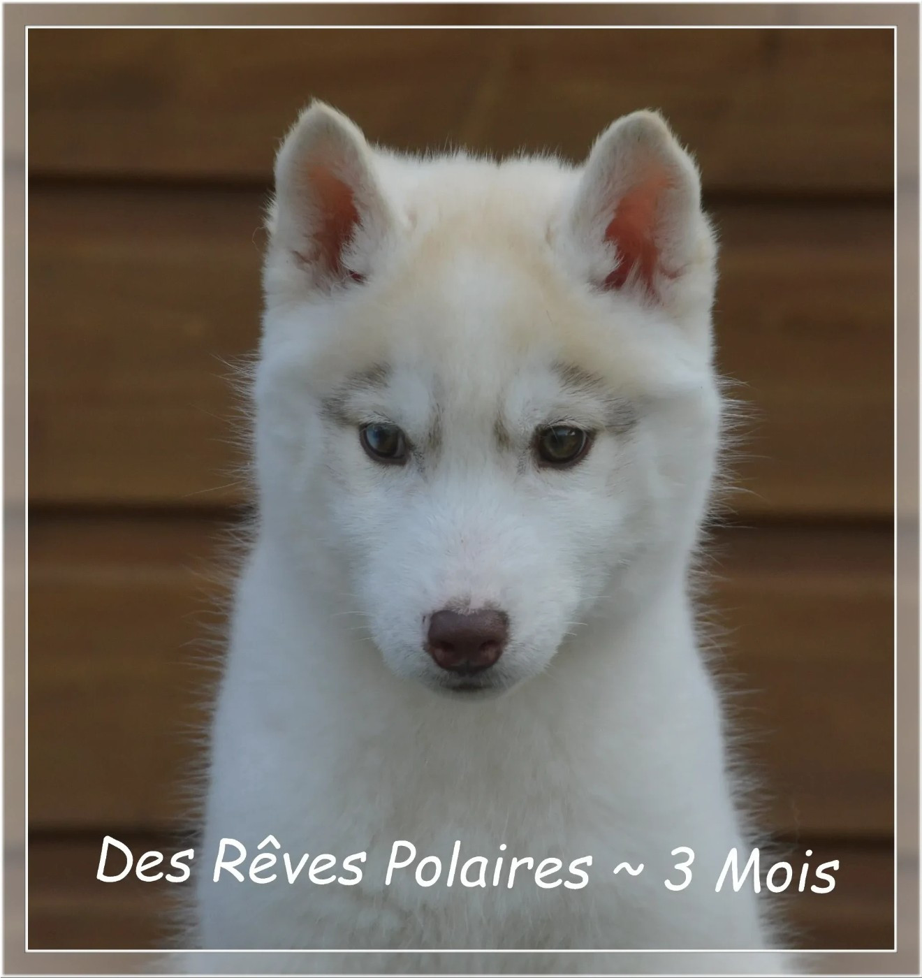 des rèves polaires - Chiots disponibles - Siberian Husky