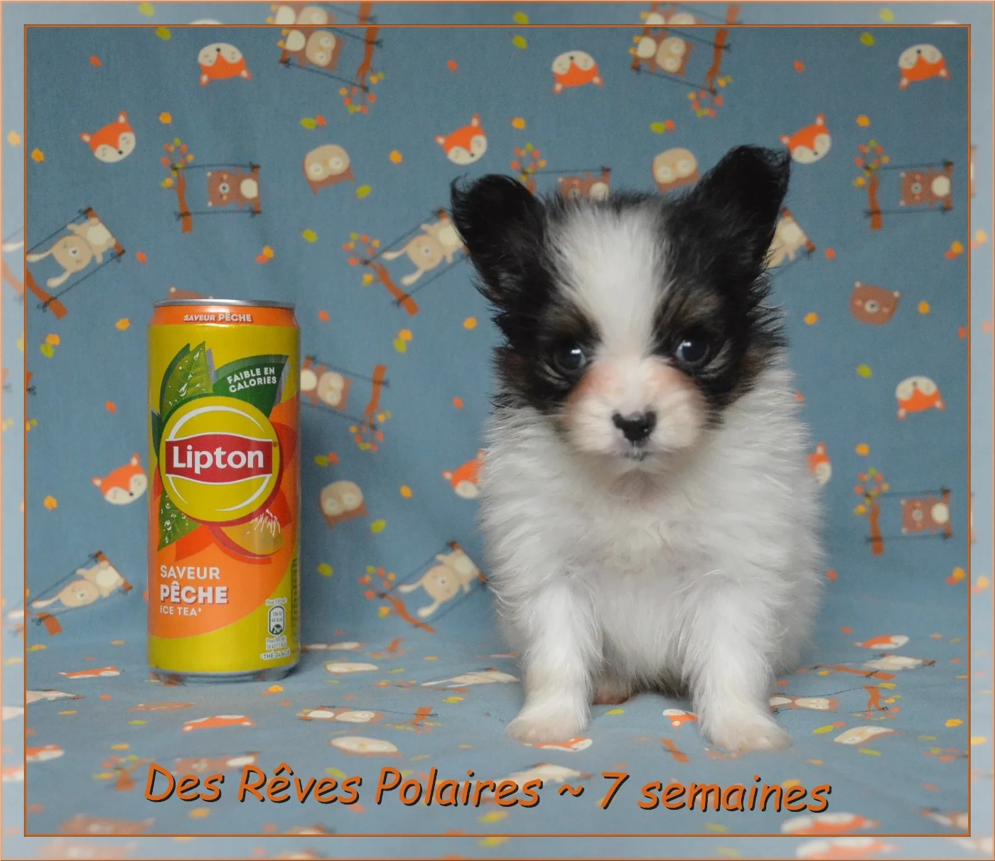 des rèves polaires - Chiots disponibles - Epagneul nain Continental (Papillon)