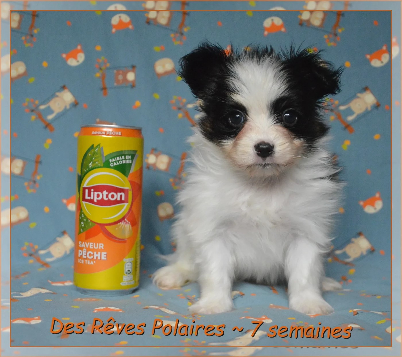 des rèves polaires - Chiots disponibles - Epagneul nain Continental (Papillon)