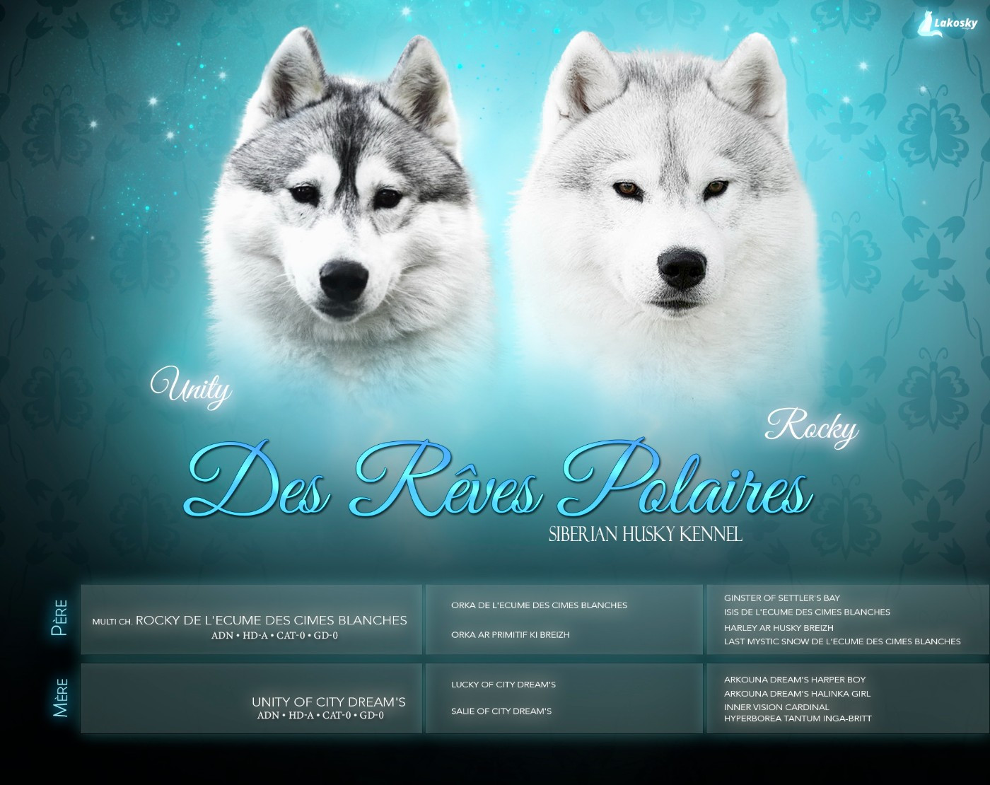 des rèves polaires - Siberian Husky - Portée née le 27/12/2025
