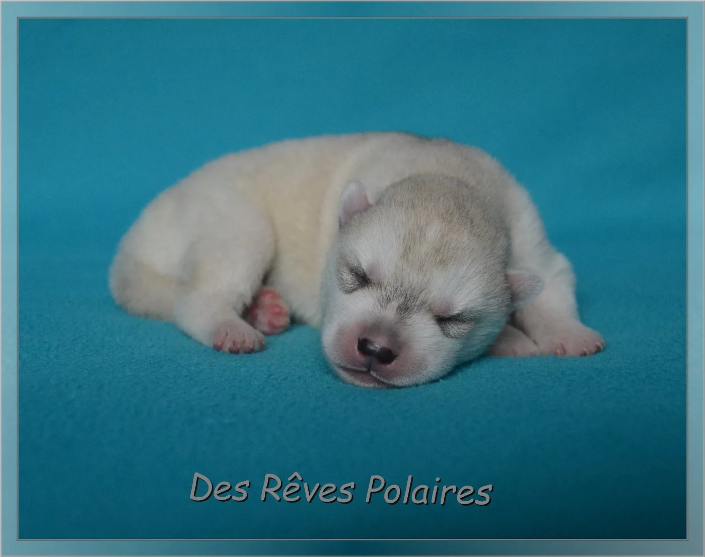 des rèves polaires - Chiots disponibles - Siberian Husky