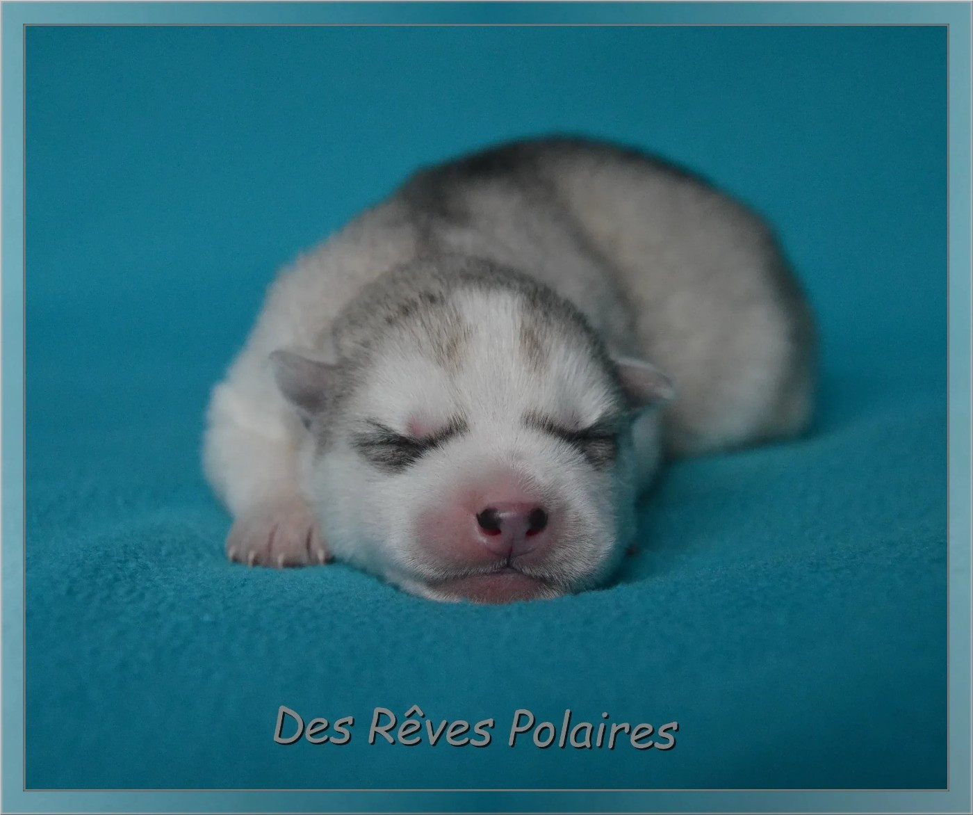 des rèves polaires - Chiots disponibles - Siberian Husky