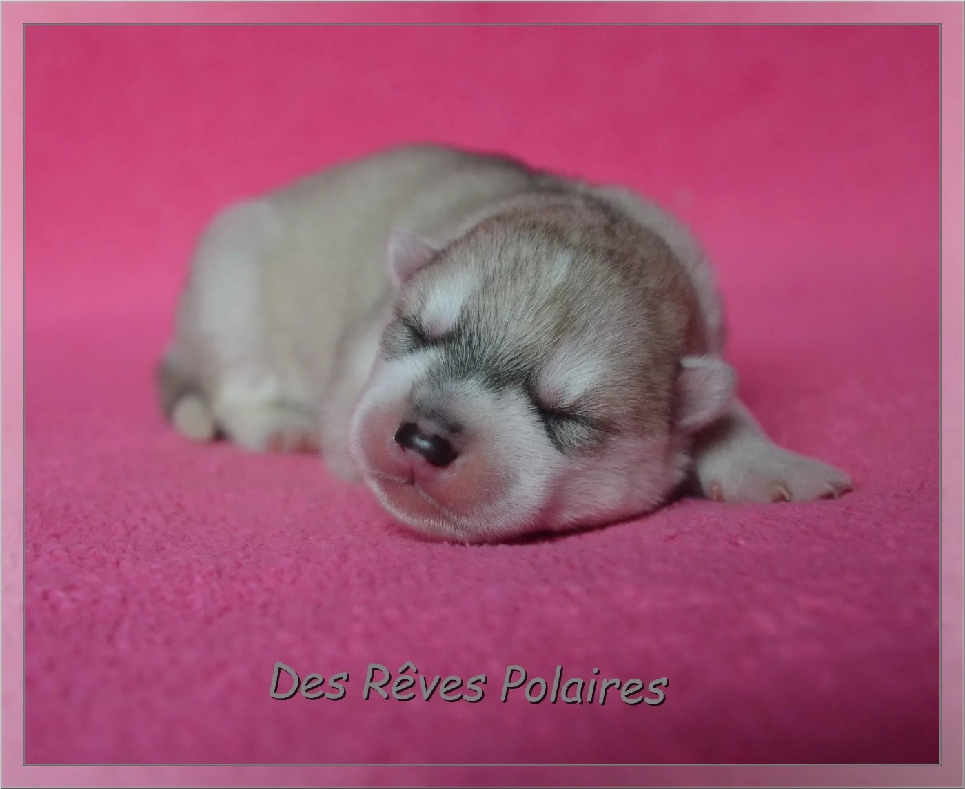 des rèves polaires - Chiots disponibles - Siberian Husky