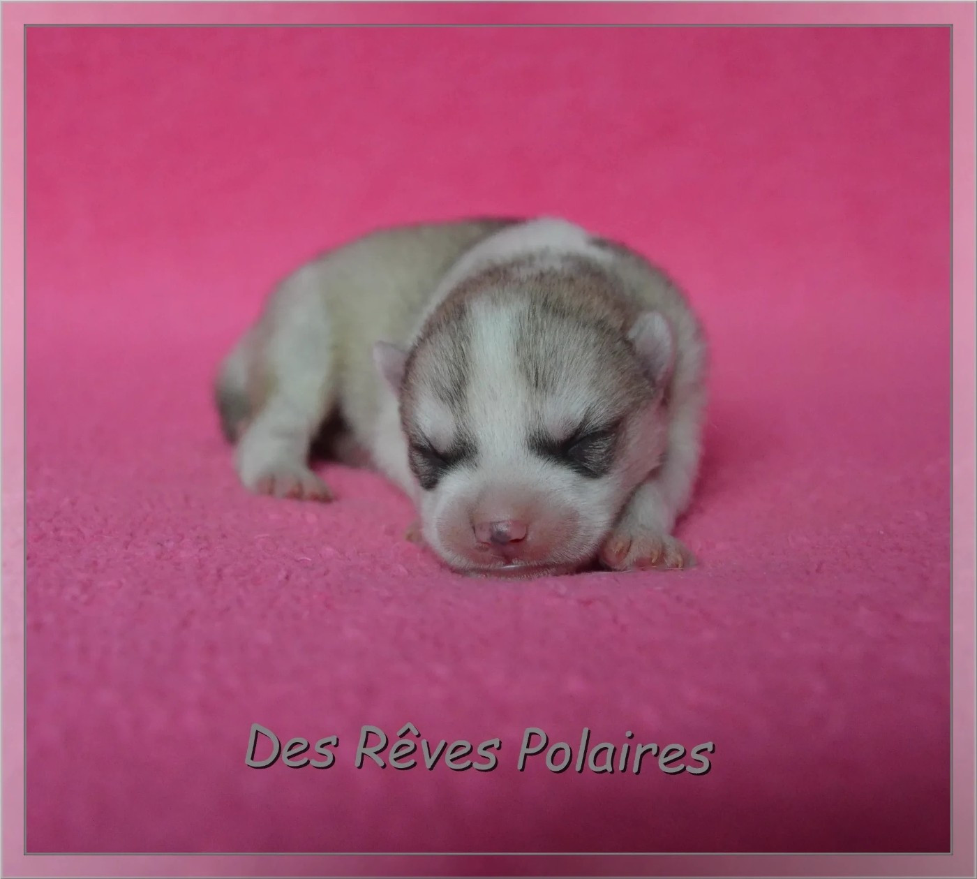 des rèves polaires - Chiots disponibles - Siberian Husky
