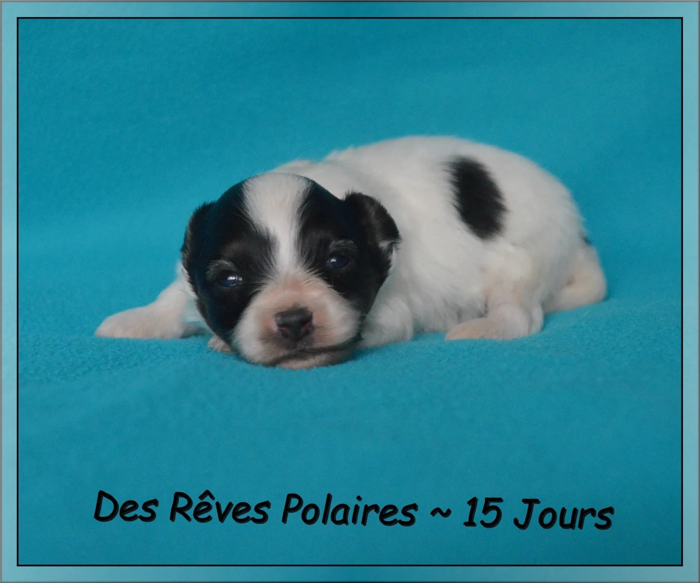 des rèves polaires - Chiots disponibles - Epagneul nain Continental (Papillon)