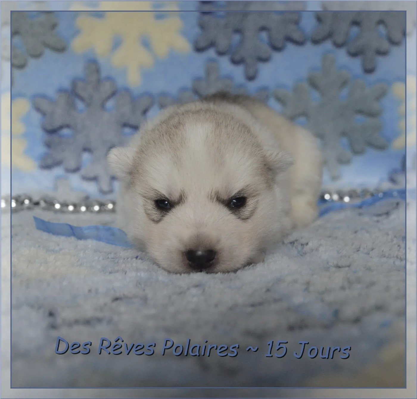 des rèves polaires - Chiots disponibles - Siberian Husky