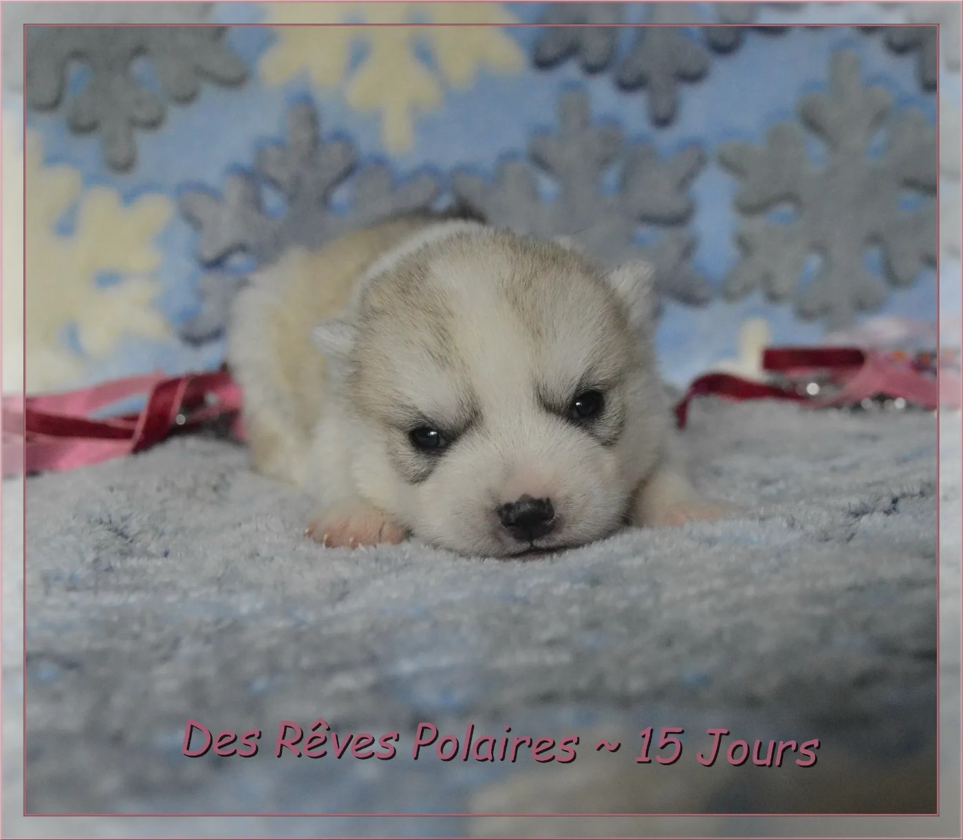 des rèves polaires - Chiots disponibles - Siberian Husky