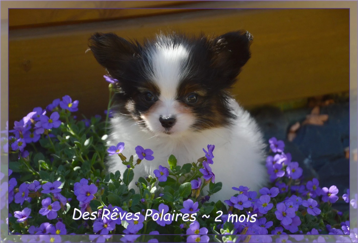 des rèves polaires - Chiots disponibles - Epagneul nain Continental (Papillon)