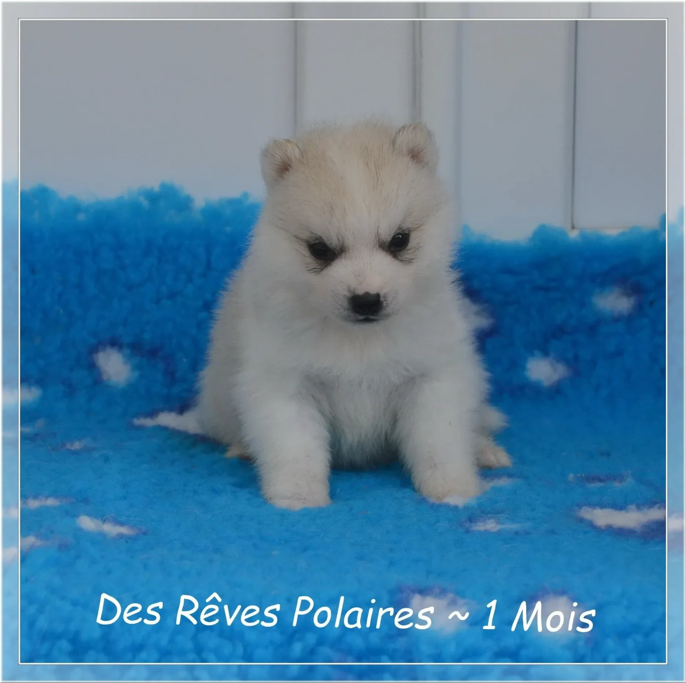 des rèves polaires - Chiots disponibles - Siberian Husky