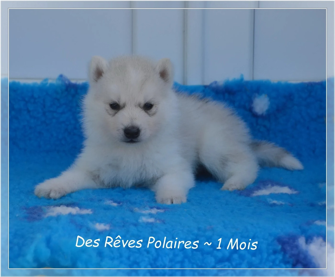des rèves polaires - Chiots disponibles - Siberian Husky