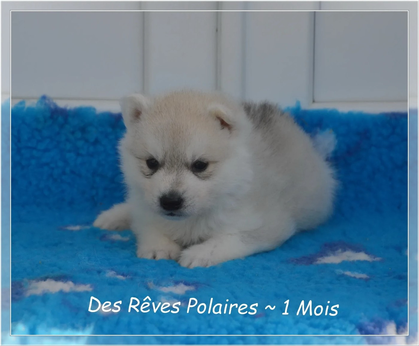 des rèves polaires - Chiots disponibles - Siberian Husky