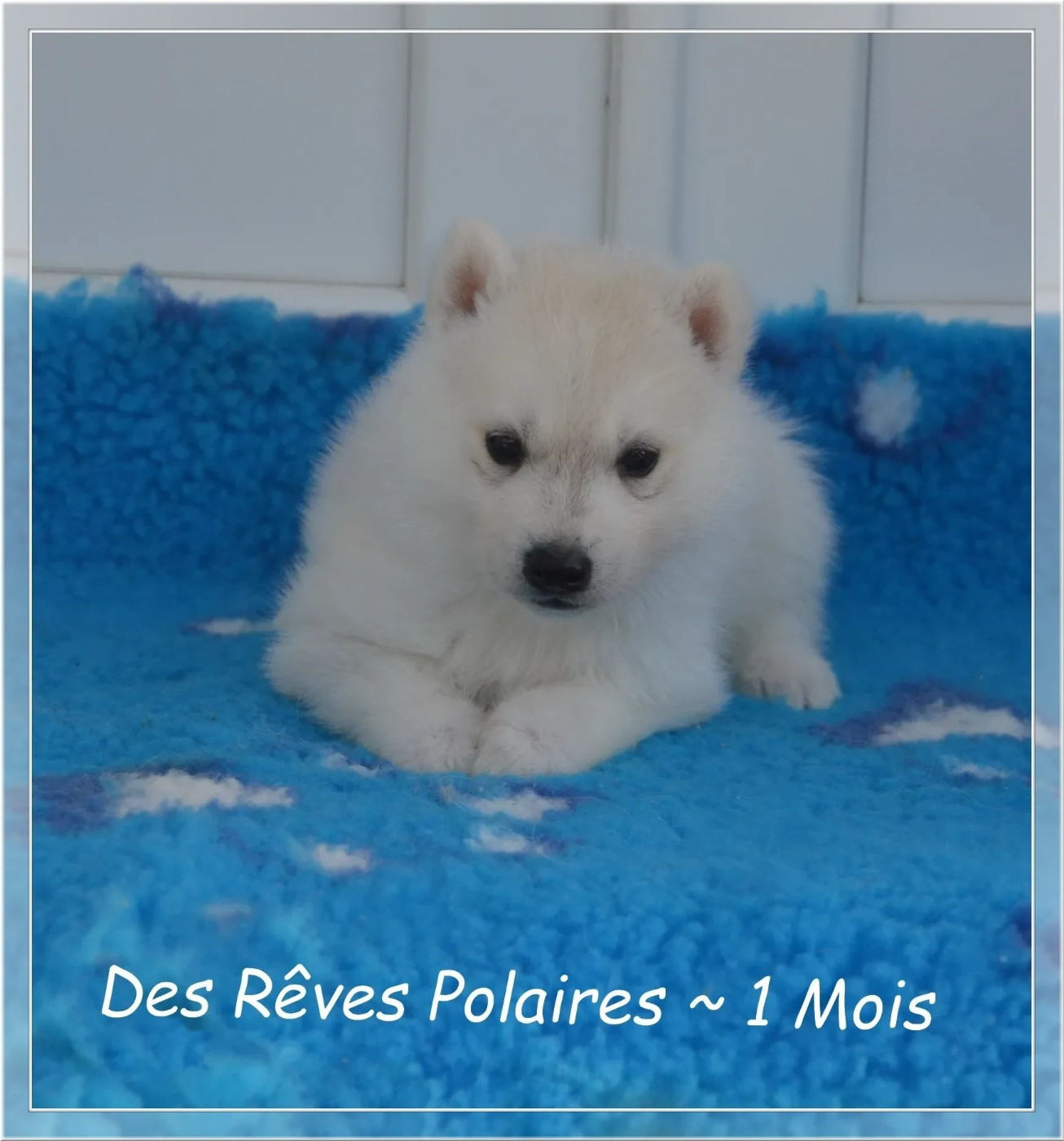 des rèves polaires - Chiots disponibles - Siberian Husky