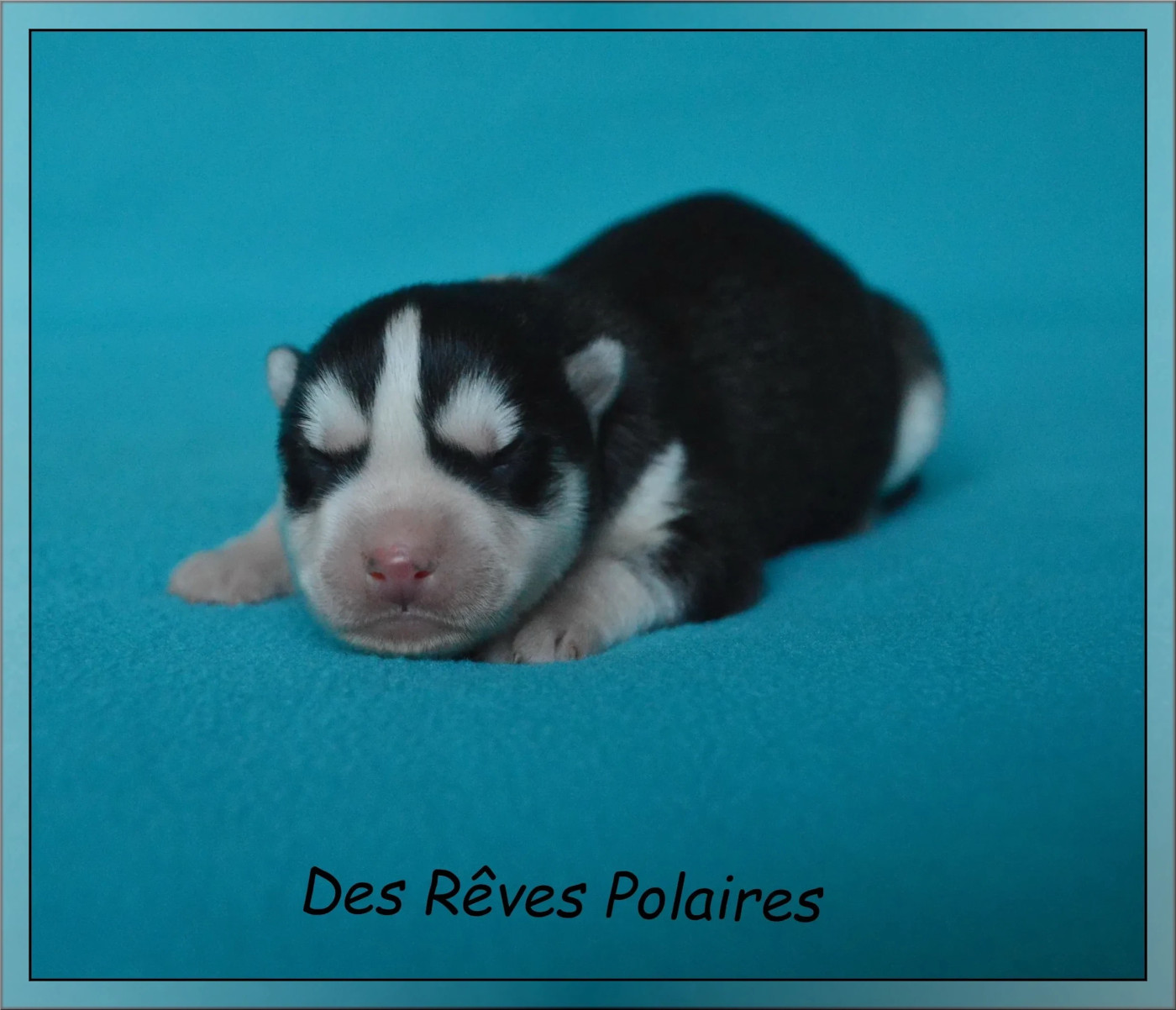 des rèves polaires - Chiots disponibles - Siberian Husky
