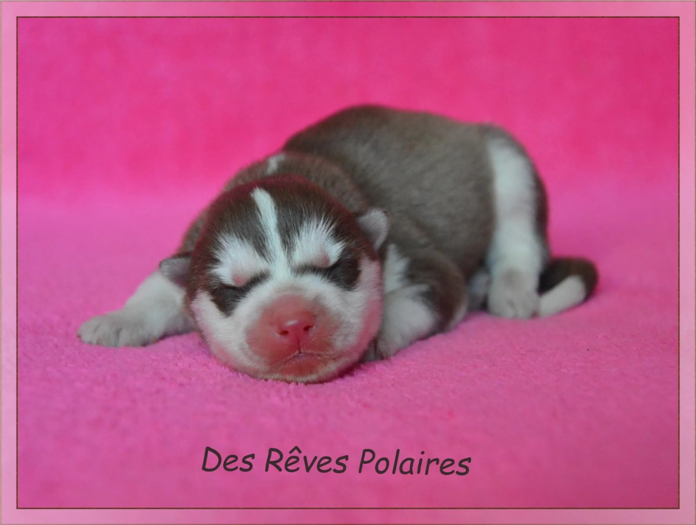 des rèves polaires - Chiots disponibles - Siberian Husky