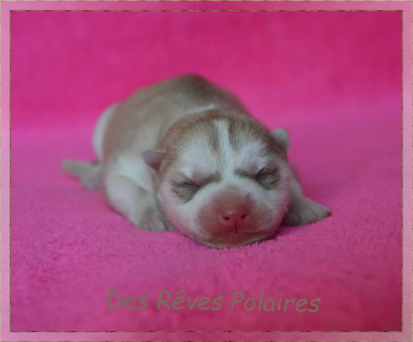 des rèves polaires - Chiots disponibles - Siberian Husky