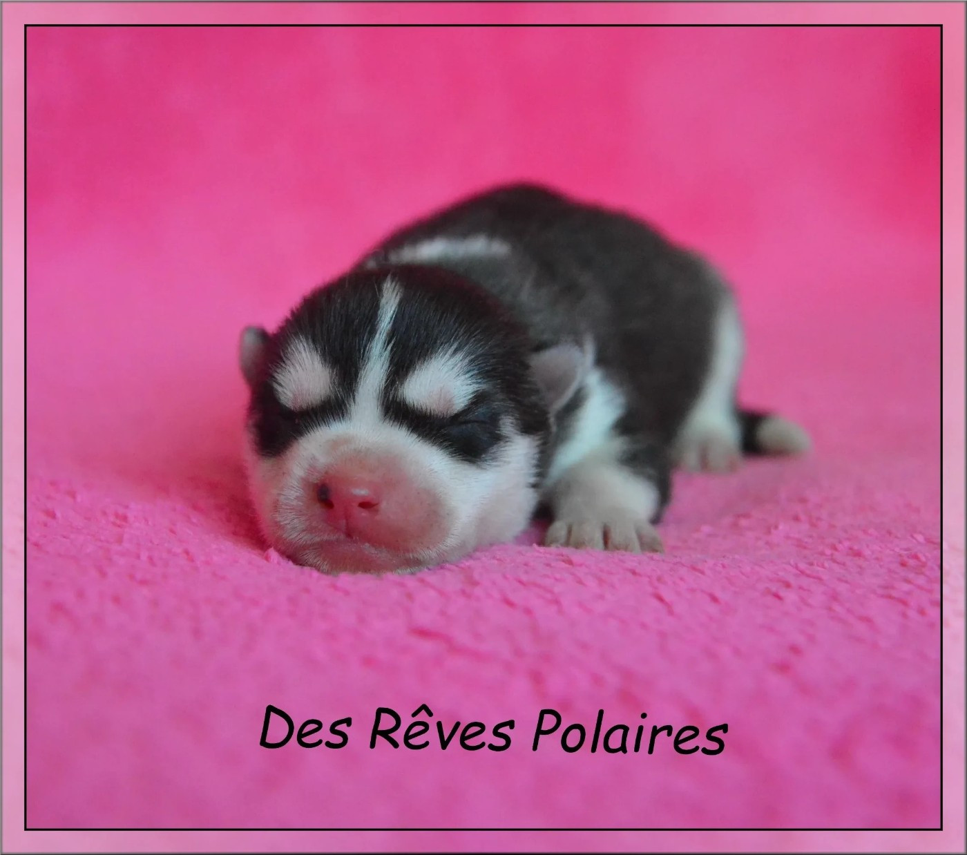 des rèves polaires - Chiots disponibles - Siberian Husky