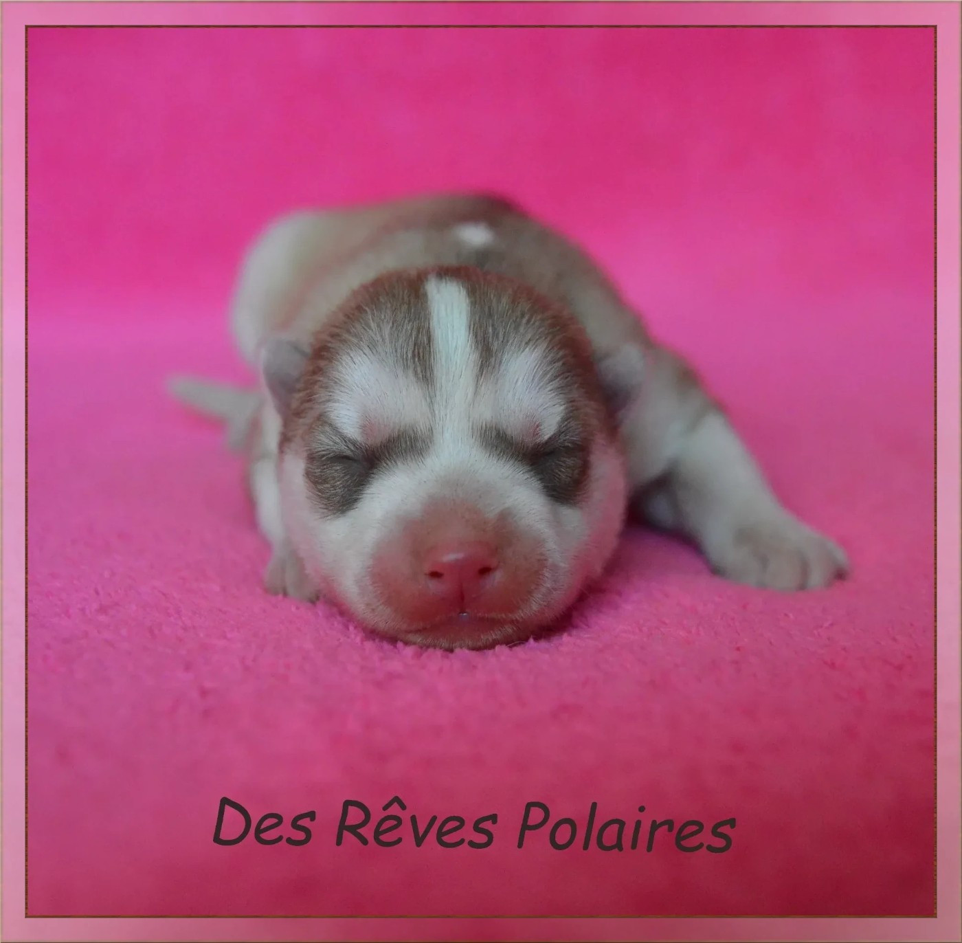 des rèves polaires - Chiots disponibles - Siberian Husky