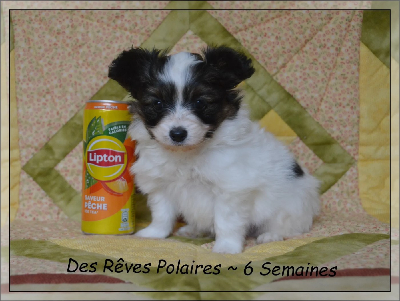 des rèves polaires - Chiots disponibles - Epagneul nain Continental (Papillon)