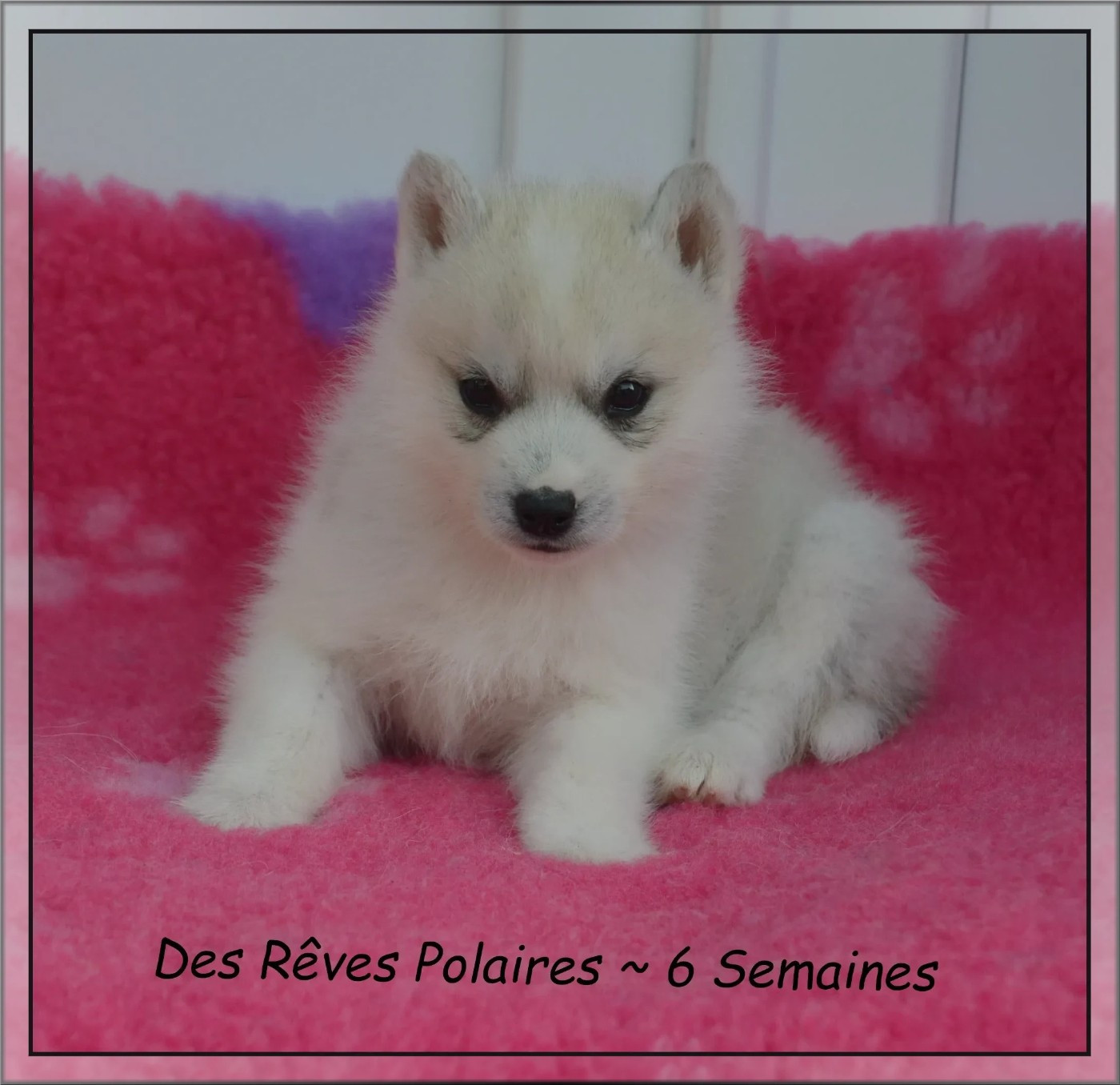 des rèves polaires - Chiots disponibles - Siberian Husky