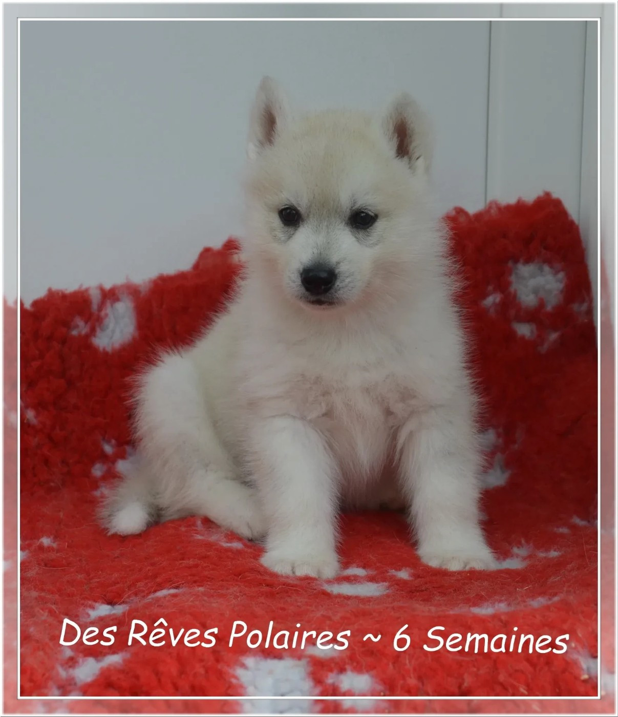 des rèves polaires - Chiots disponibles - Siberian Husky