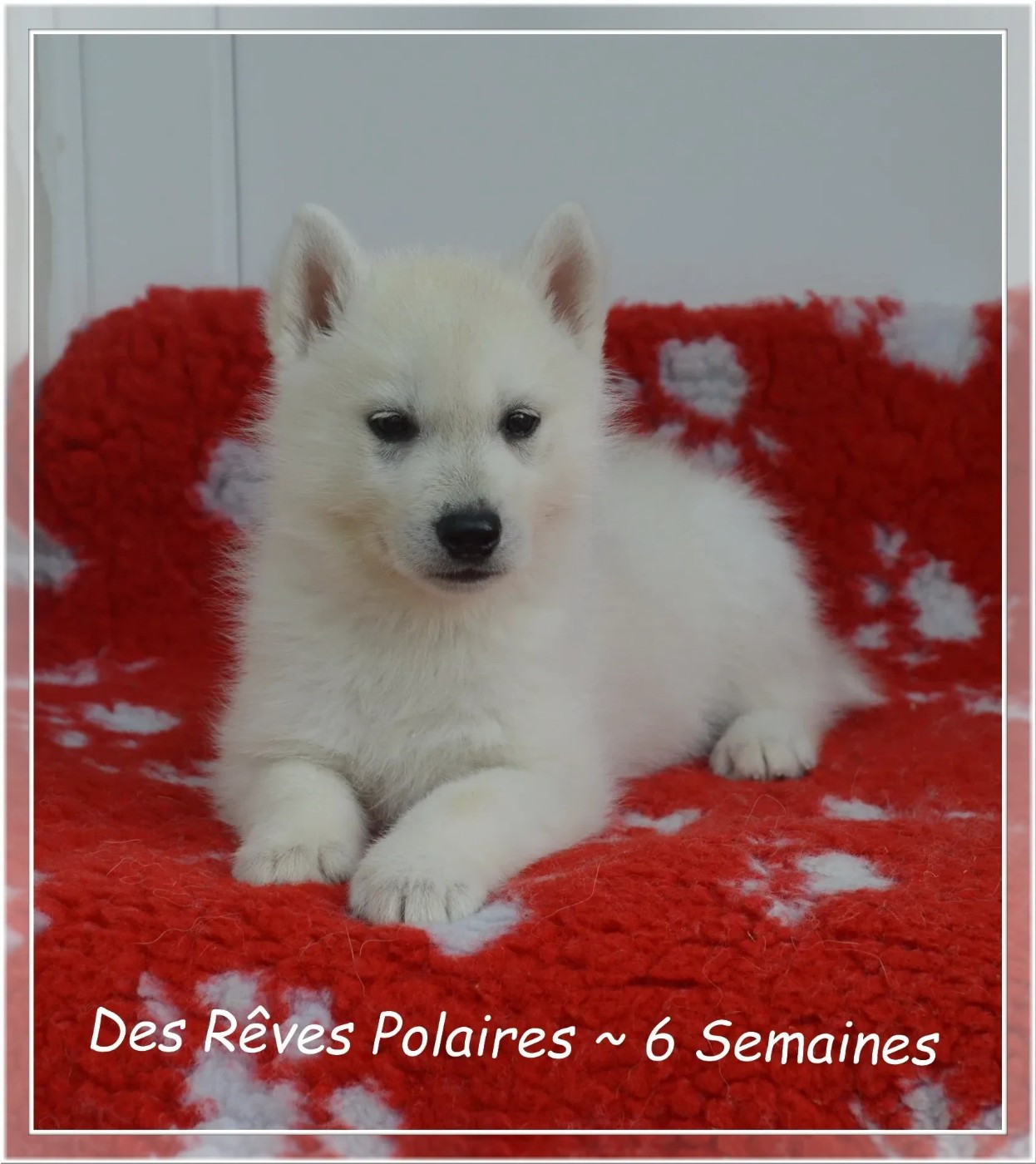 des rèves polaires - Chiots disponibles - Siberian Husky