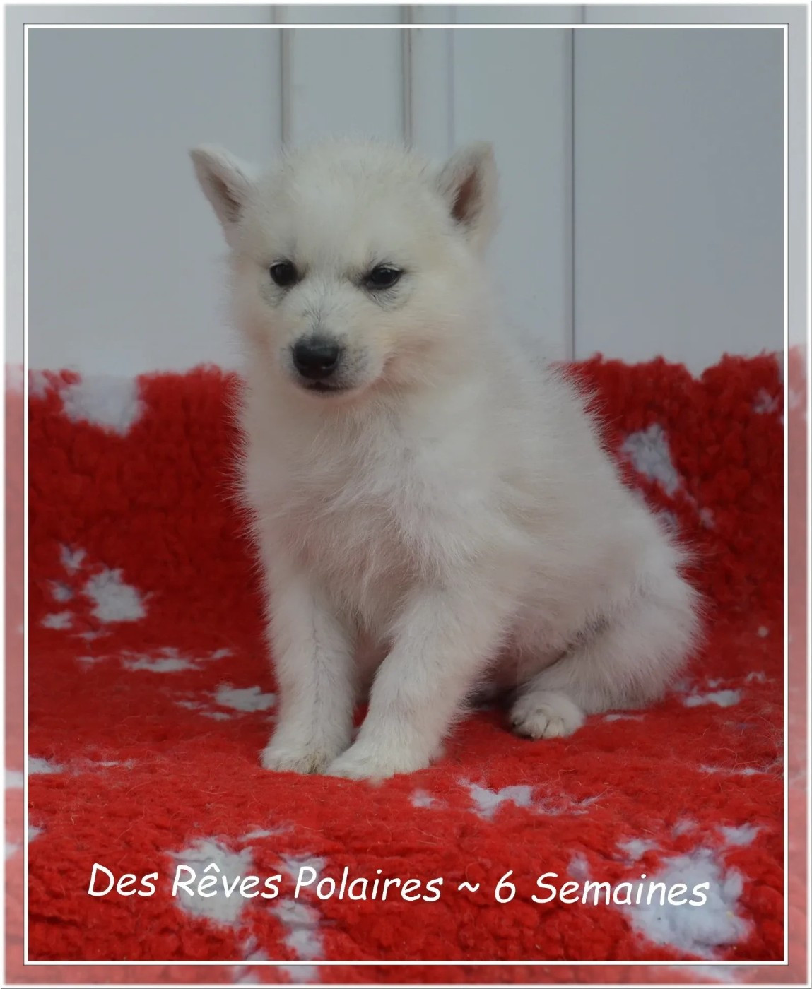 des rèves polaires - Chiots disponibles - Siberian Husky