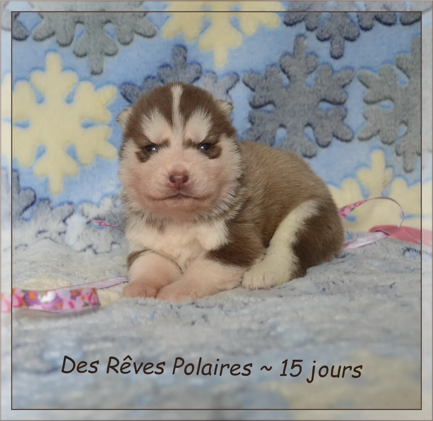des rèves polaires - Chiots disponibles - Siberian Husky