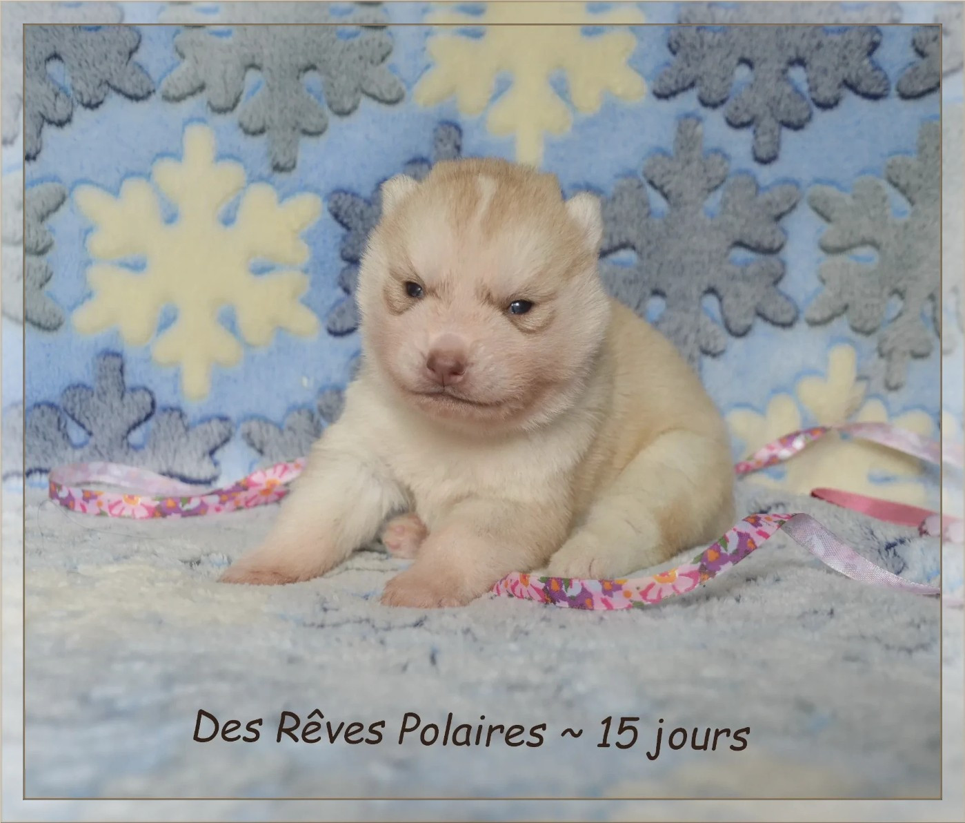 des rèves polaires - Chiots disponibles - Siberian Husky