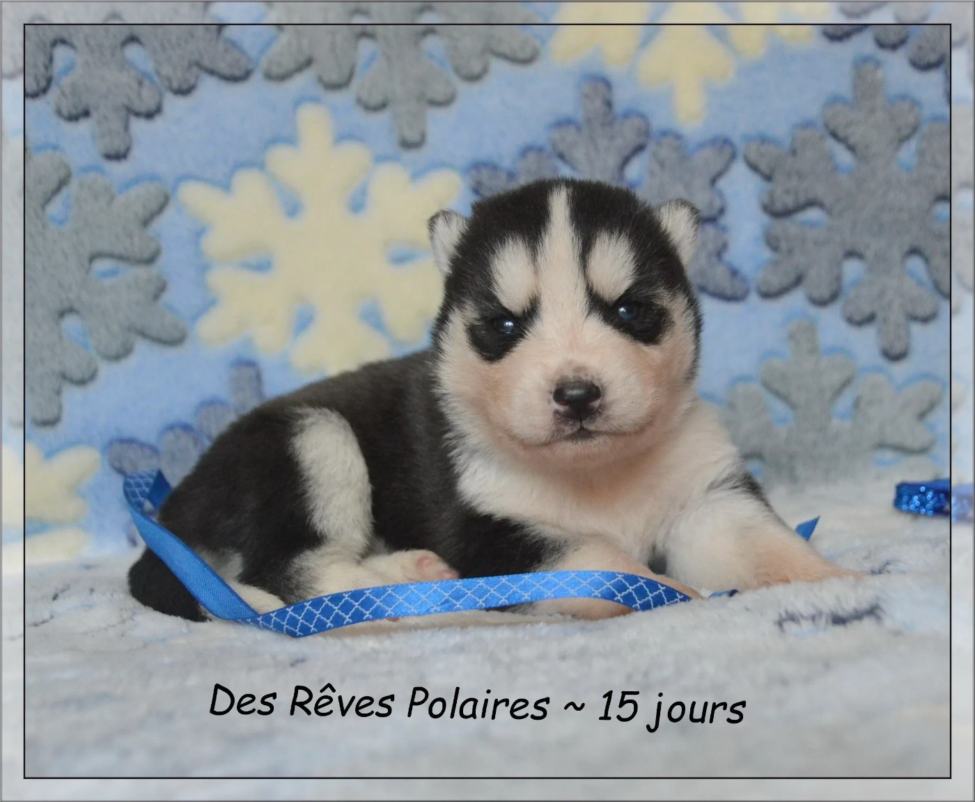 des rèves polaires - Chiots disponibles - Siberian Husky