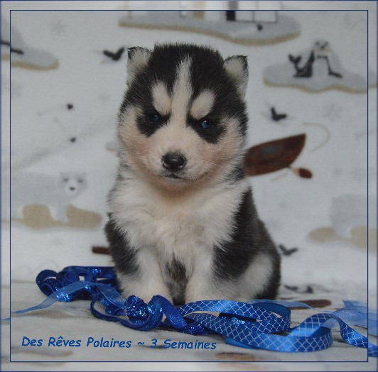 des rèves polaires - Chiots disponibles - Siberian Husky