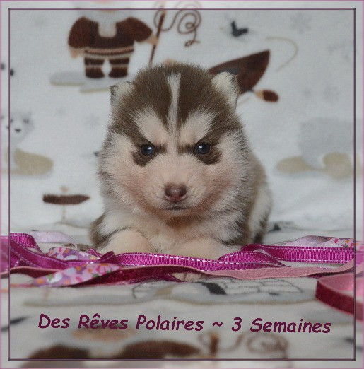 des rèves polaires - Chiots disponibles - Siberian Husky