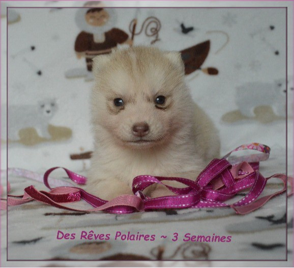 des rèves polaires - Chiots disponibles - Siberian Husky