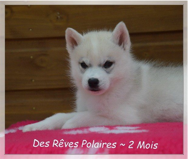 des rèves polaires - Chiots disponibles - Siberian Husky