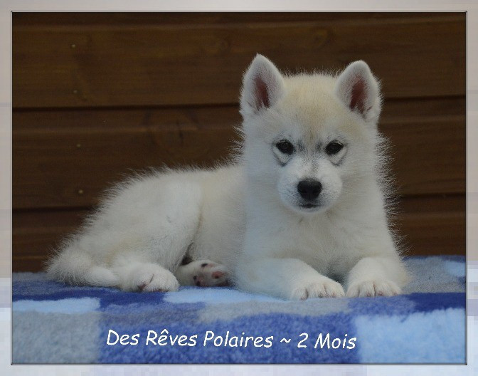 des rèves polaires - Chiots disponibles - Siberian Husky
