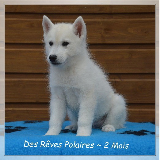 des rèves polaires - Chiots disponibles - Siberian Husky