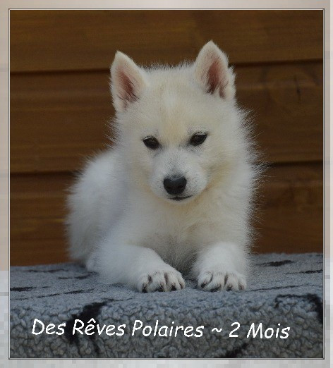 des rèves polaires - Chiots disponibles - Siberian Husky