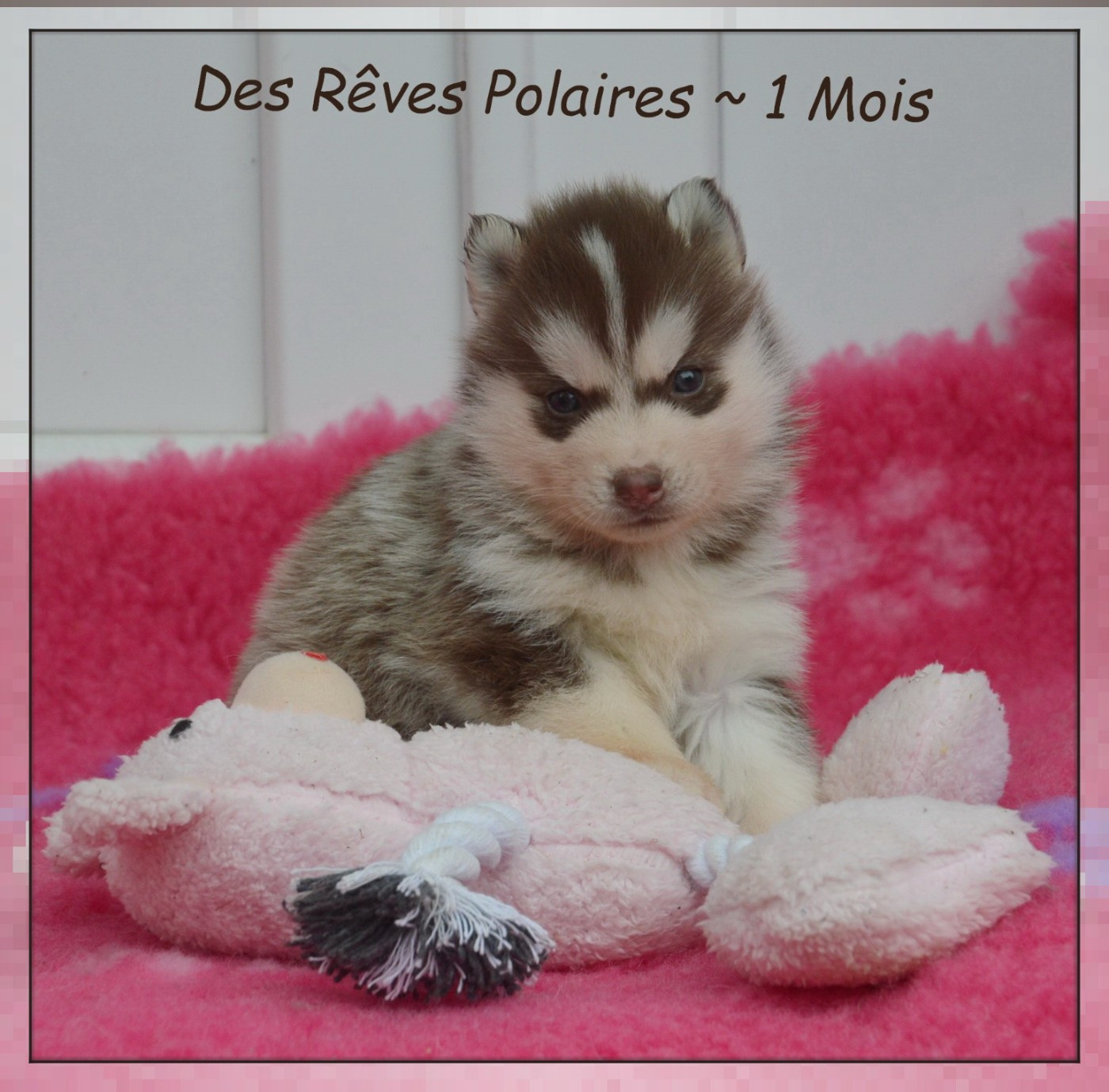 des rèves polaires - Chiots disponibles - Siberian Husky