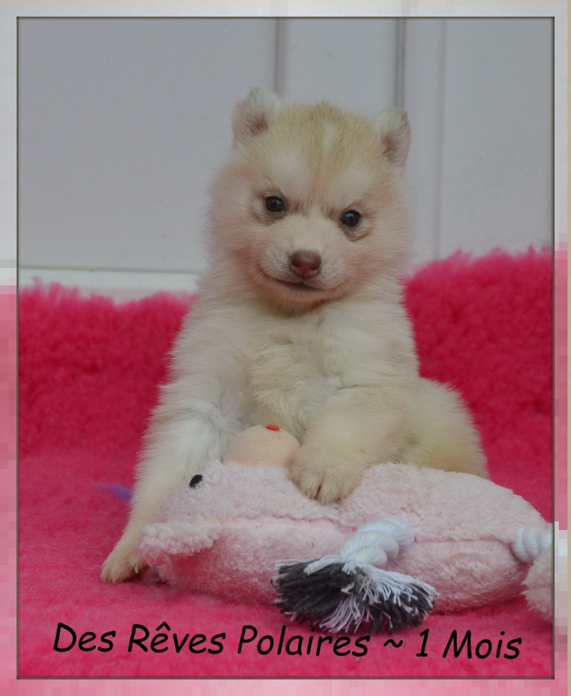 des rèves polaires - Chiots disponibles - Siberian Husky