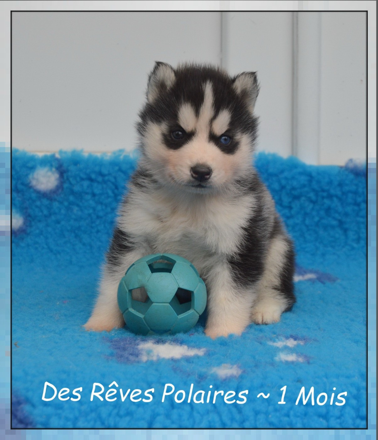 des rèves polaires - Chiots disponibles - Siberian Husky