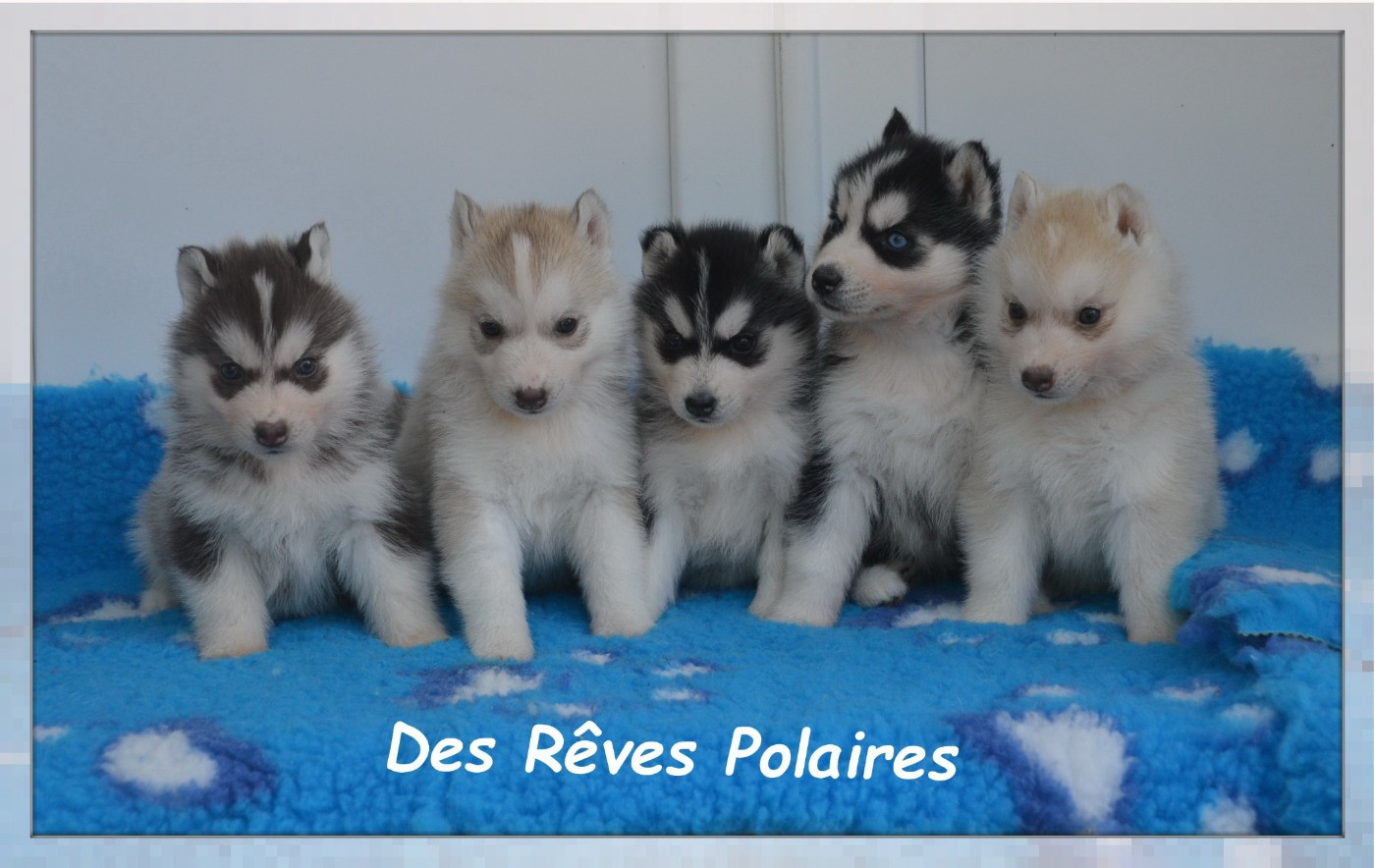 des rèves polaires - Siberian Husky - Portée née le 18/04/2026