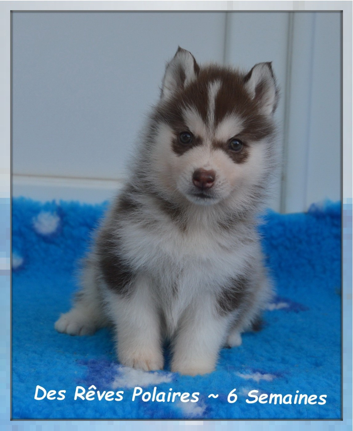des rèves polaires - Chiots disponibles - Siberian Husky