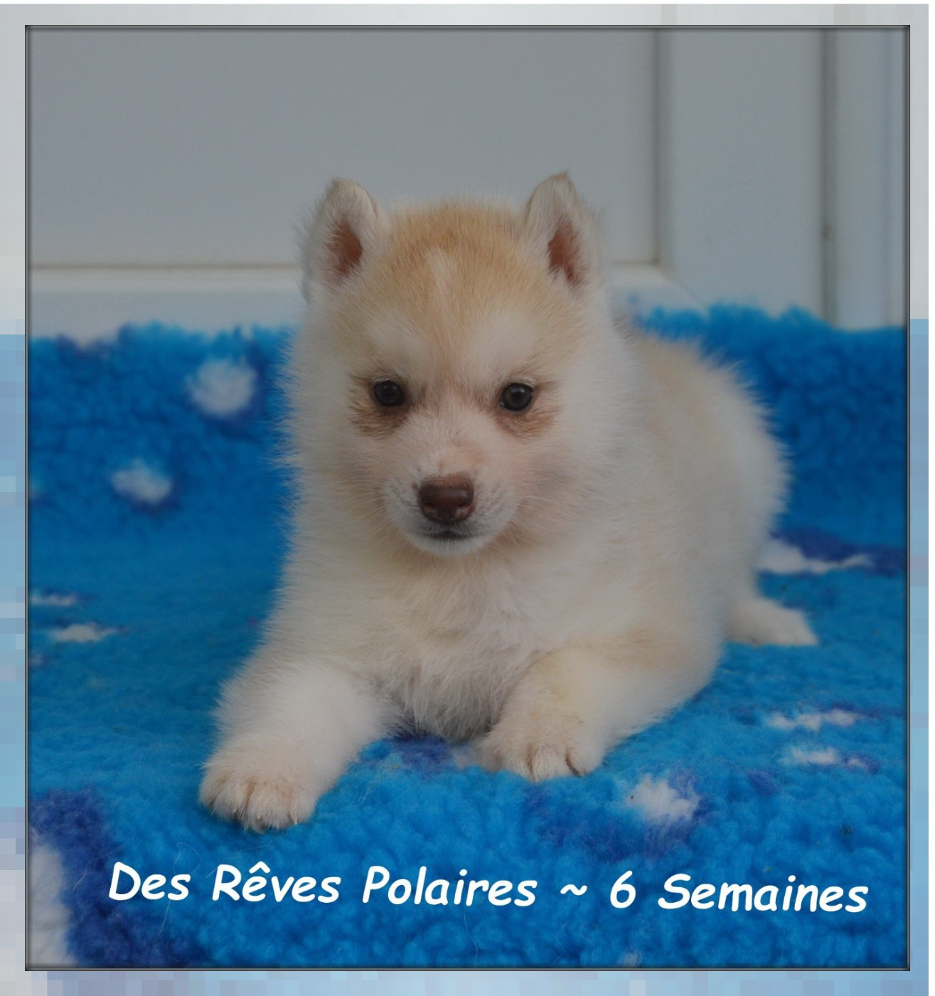 des rèves polaires - Chiots disponibles - Siberian Husky