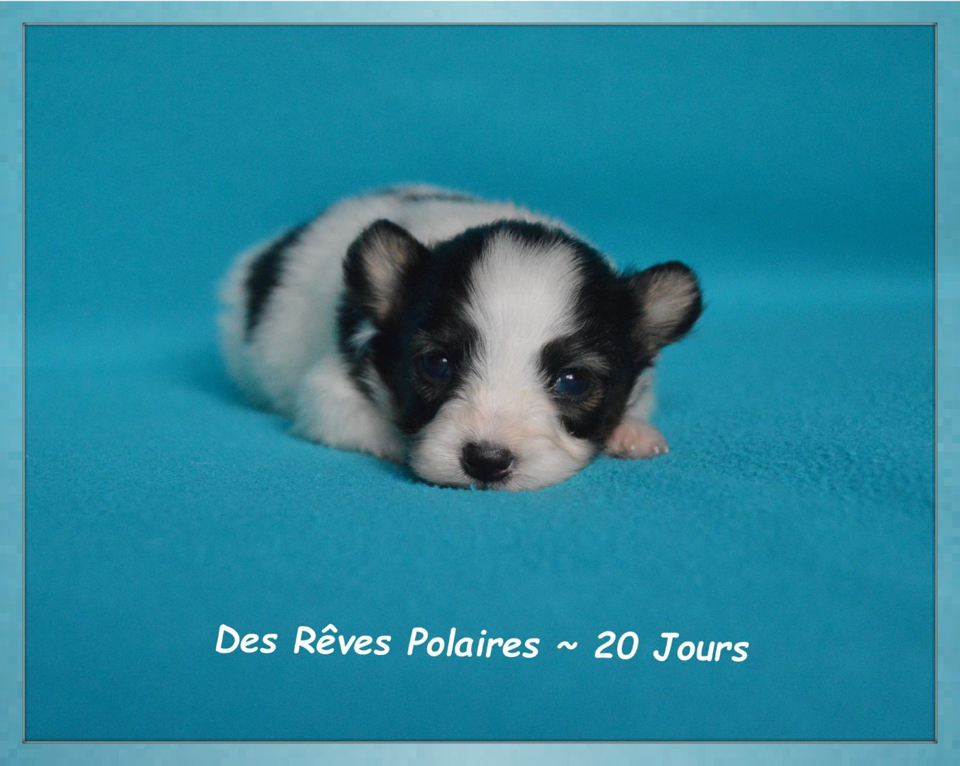 des rèves polaires - Chiots disponibles - Epagneul nain Continental (Papillon)