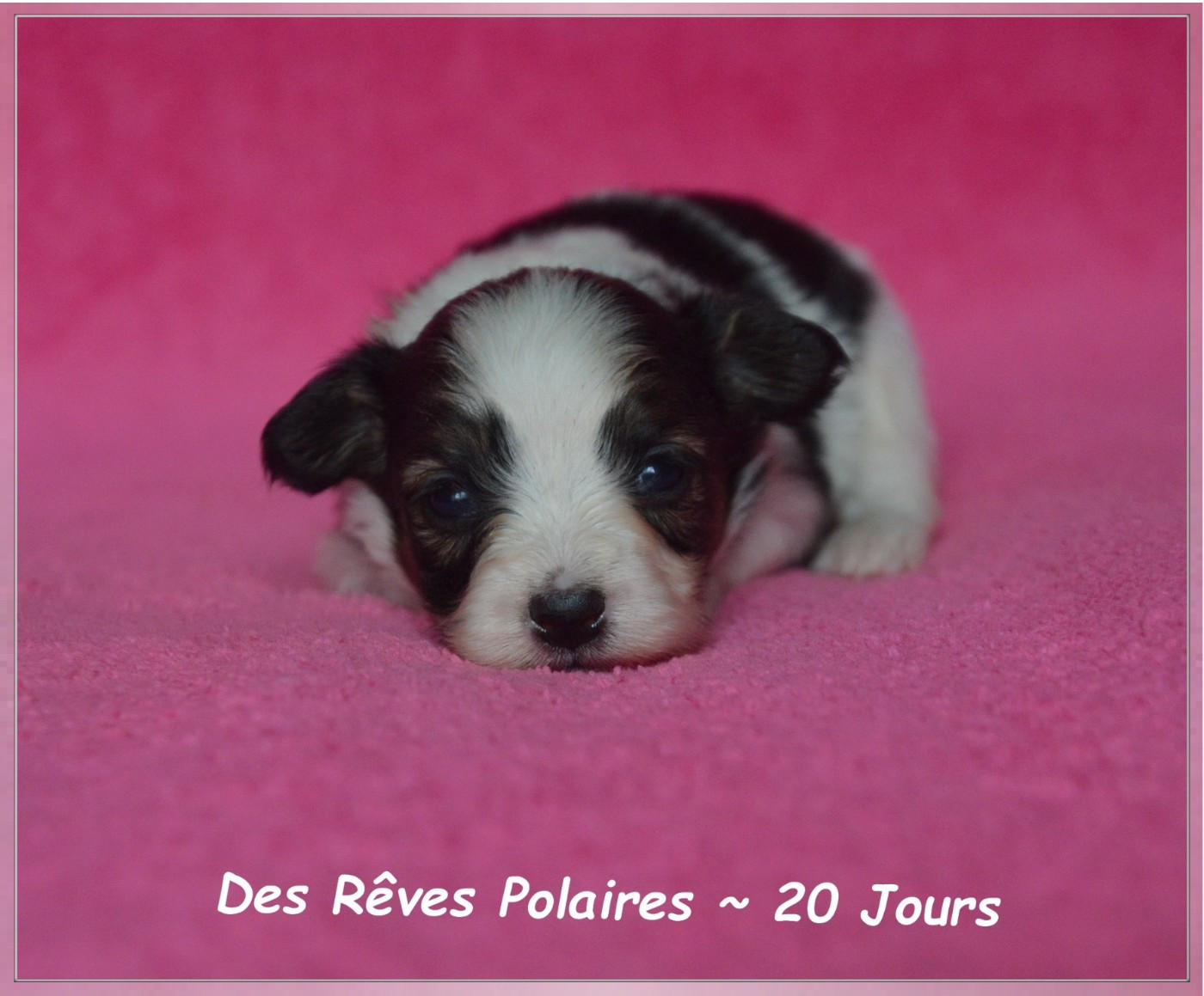 des rèves polaires - Epagneul nain Continental (Papillon) - Portée née le 28/05/2026